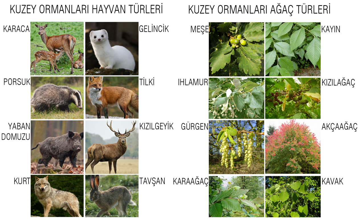 Bölgedeki Hayvan Ve Ağaç Türleri